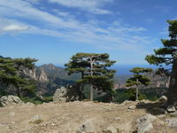 Korsika Col de Bavella verformte Bäume